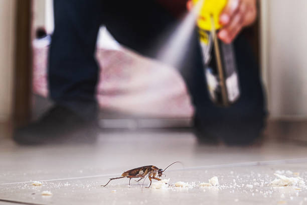 Best Termite Control Services  in Harmony, RI
